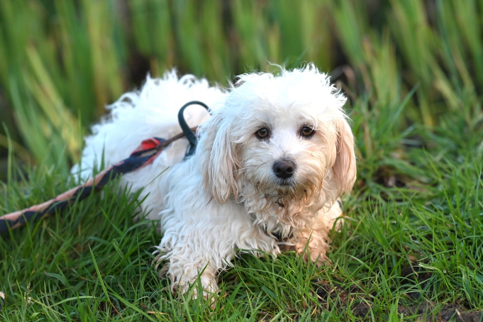 A Havanese dog found outside on a walk