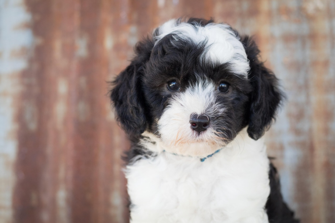 A Sheepadoodle puppy wearing a collar