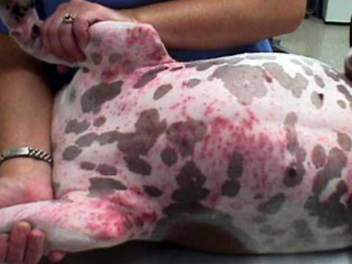 Allergic Dermatitis in a dog
