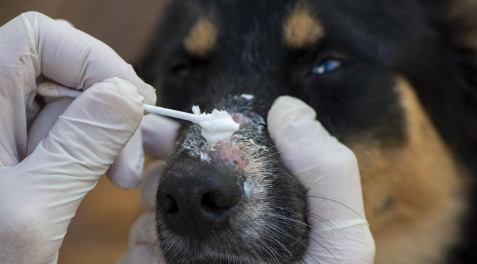 Ringworm affecting a dog