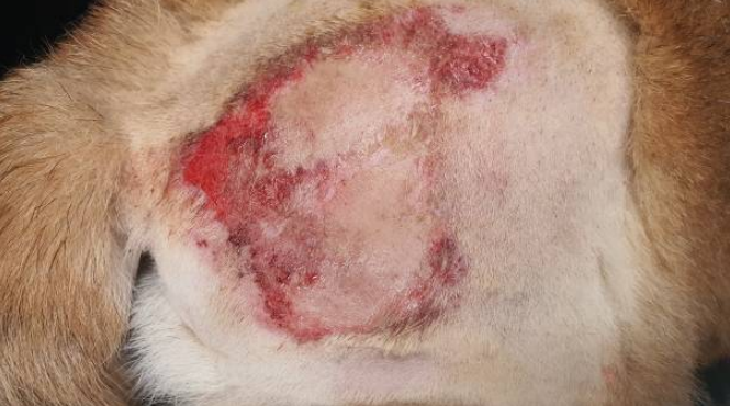 A dog suffering from pyoderma affecting its skin