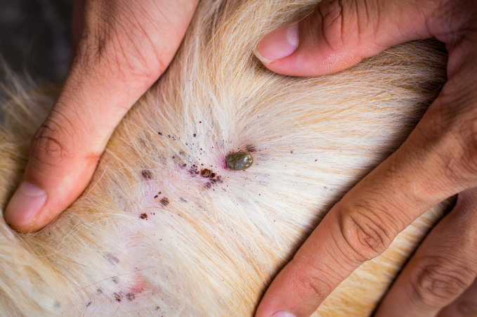 Dog itching due to flea allergy dermatitis
