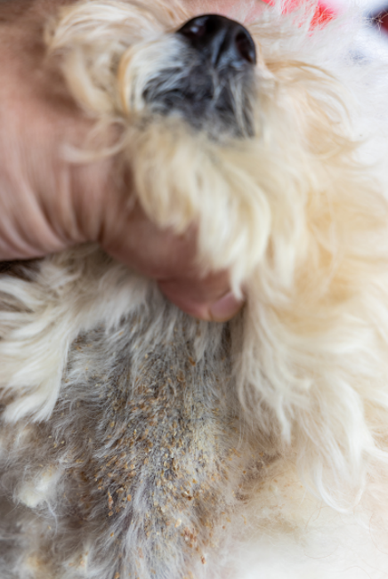 Seborrhea on a dog’s neck