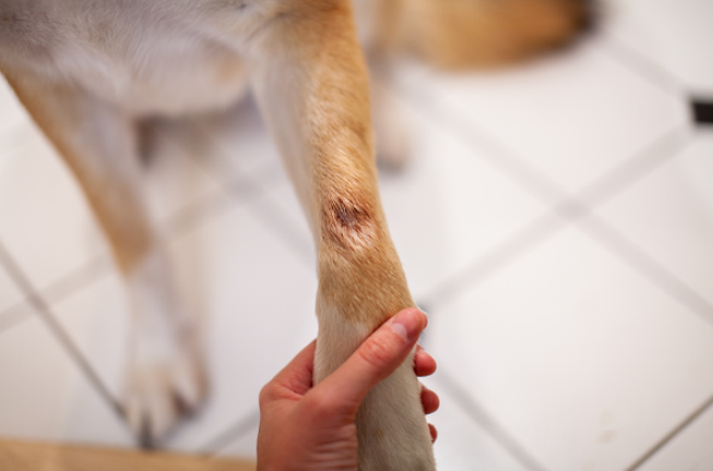Lick Granuloma mark on a dog’s paw