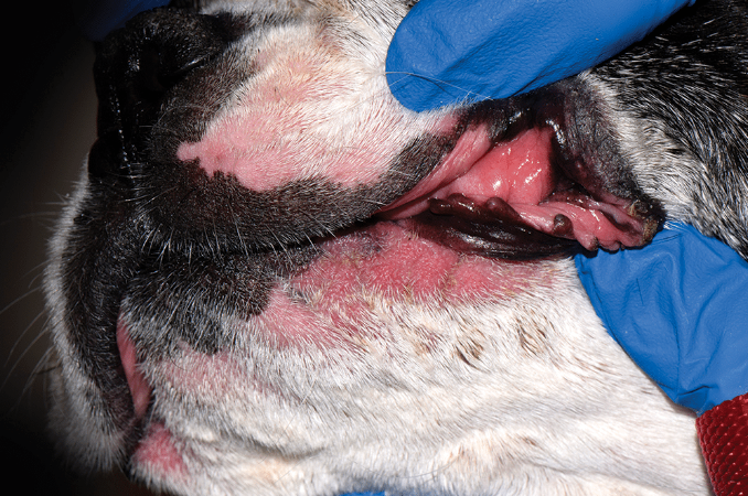 Intertrigo in a dog