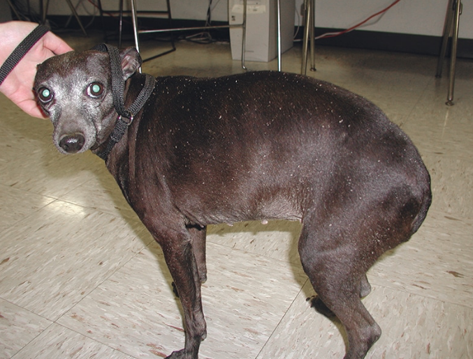 Dog showing symptoms of hypothyroidism