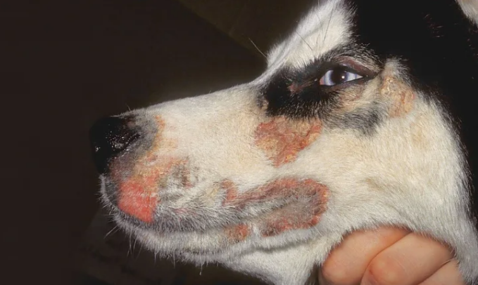 Dog suffering from zinc deficiency