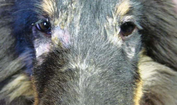 Dermatomyositis symptoms in a dog