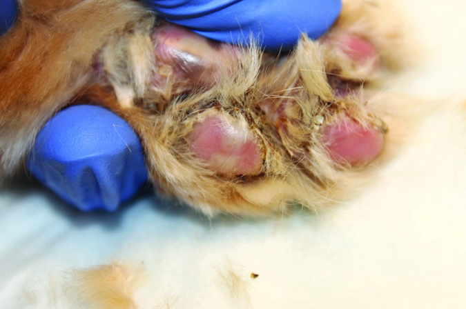 Paw affected by Pemphigus Foliaceus