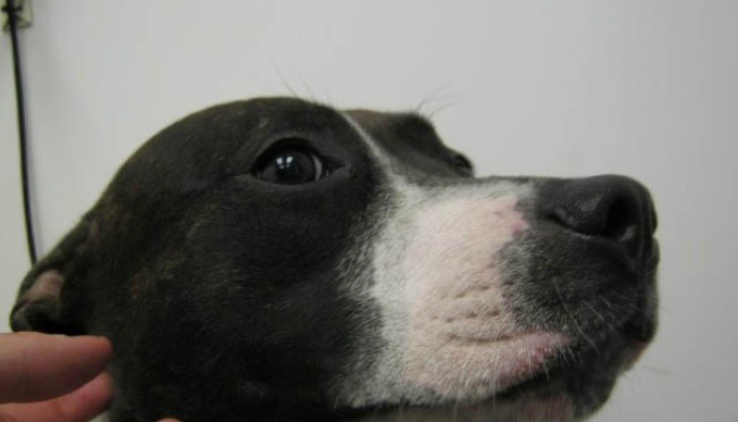 Facial muscles of a dog are swollen