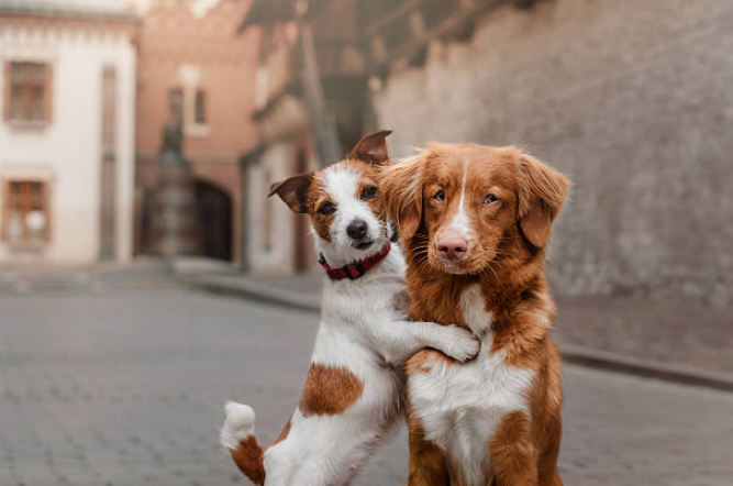 Two dogs hugging each other on a street