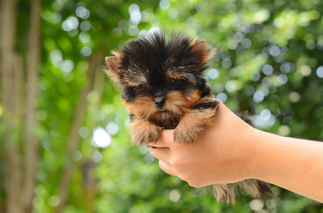 A person holding a teacup Yorkie in their hand