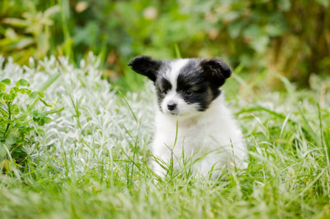 A teacup papillon sitting on grass