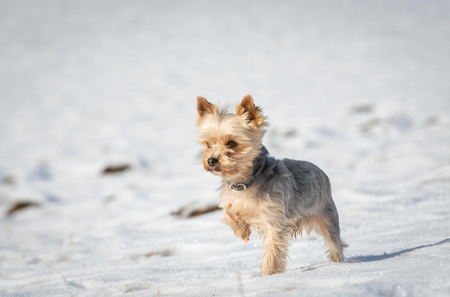 A teacup Yorkshire dog running in the snow