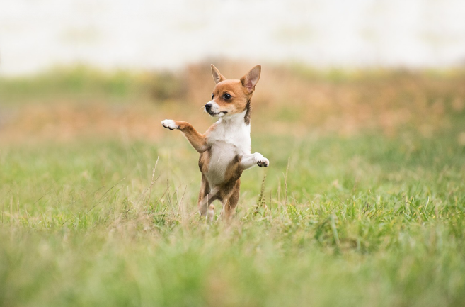 Chihuahua running through a field.