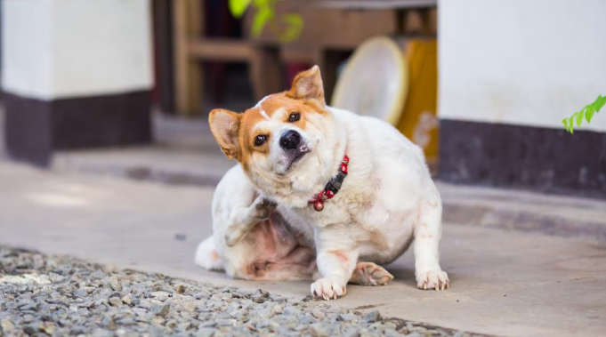 Dog scratching due to dandruff