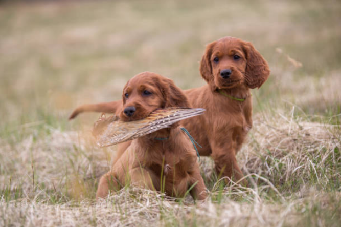 Cute little puppies hunting in the outdoors