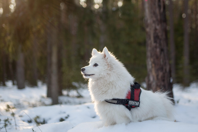A Samoyed white fluffy dog breed sitting in snow outdoors