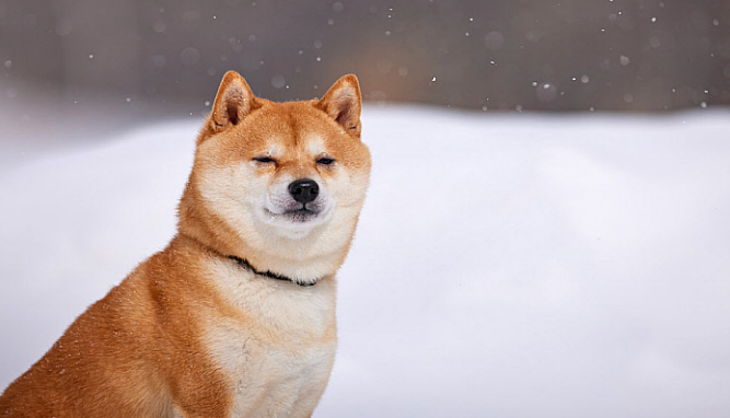 Shiba Inu dog sitting in snow, eyes closed. Japan.