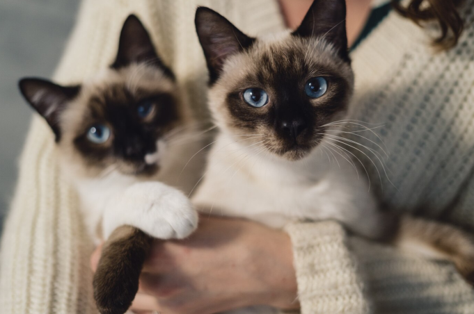 Two Siamese cats staring sitting in their owner’s lap