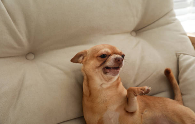 dog in heat behavior