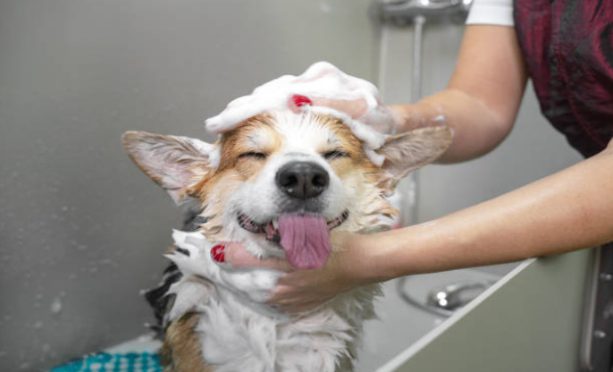 signs dog is in heat