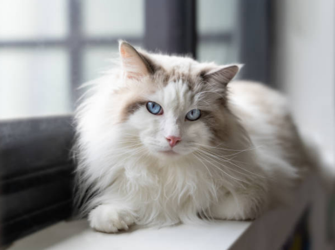 pretty cat names that spark