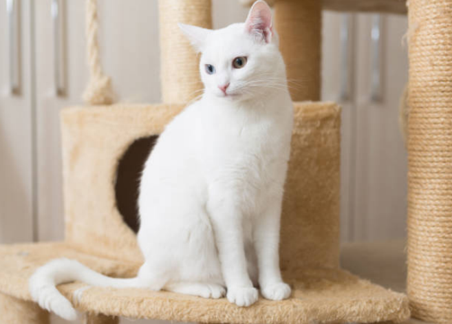 best white cat names
