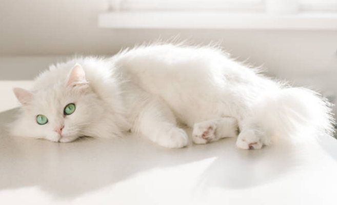 snow-themed cat names
