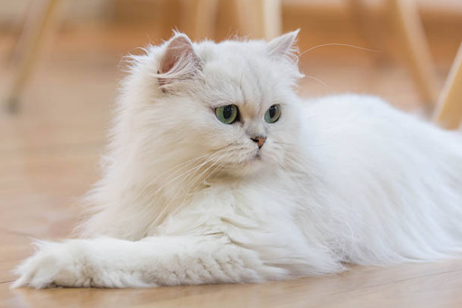 cute names for white kittens