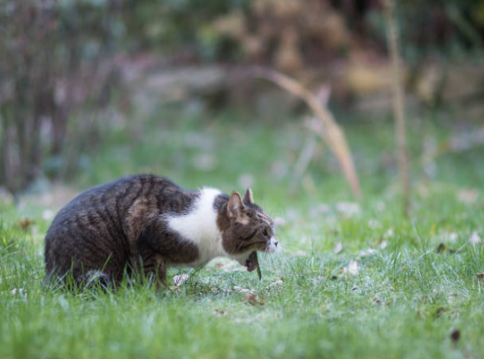 feline vomiting treatment