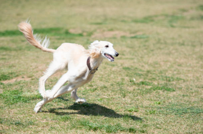 dog breeds with long snouts
