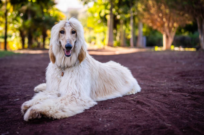 dogs with elongated faces