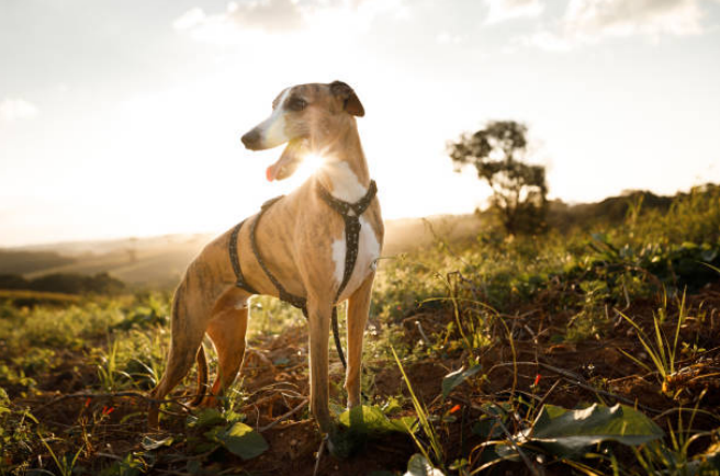 sighthound breeds