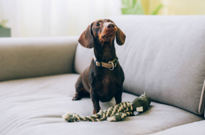 long nose dog