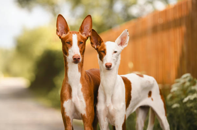 dog breeds with long snouts