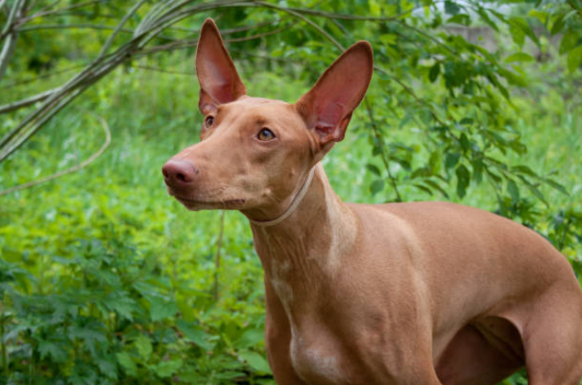 dogs with elongated faces