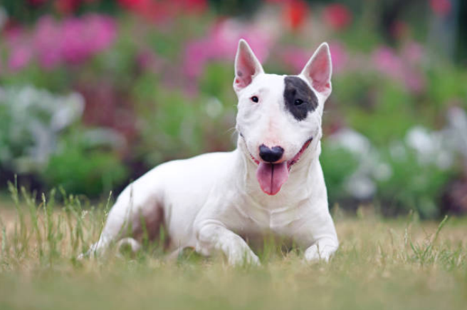 sighthound breeds