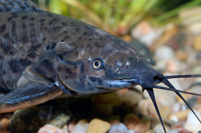 Catfish Swimming Upside Down
