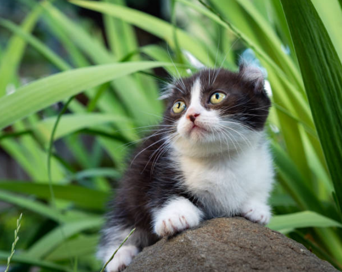 Knkalow breed kitten
