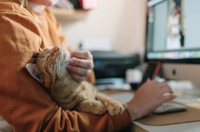 Care for miniature cats
