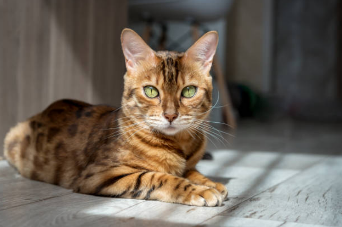 A Bengal cat with green eyes