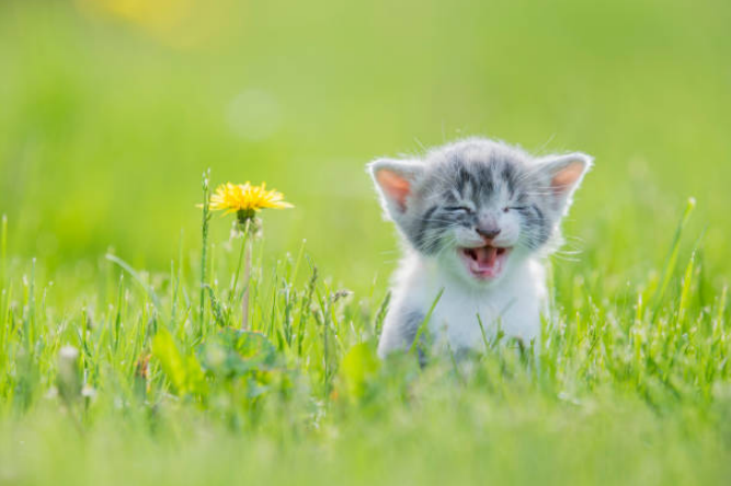 smallest cat breed