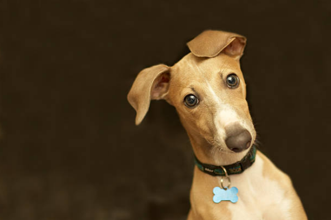 Greyhound