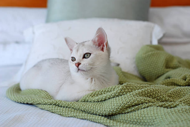 White luxury cat breed sitting on the bed