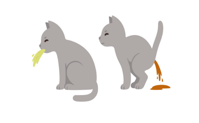 cat throwing up