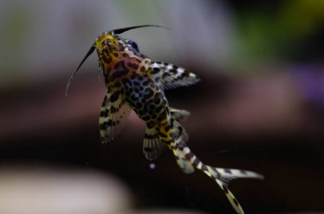 Freshwater Aquarium Fish