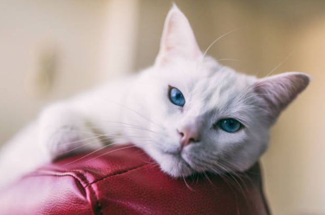 white cats