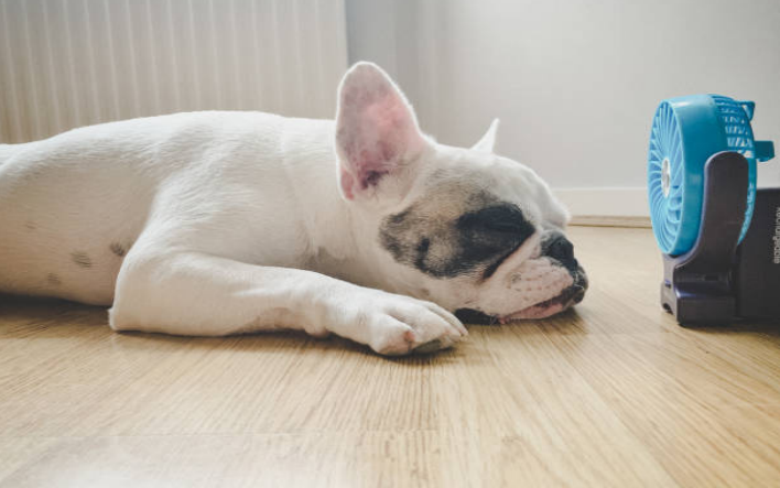 female dog in heat