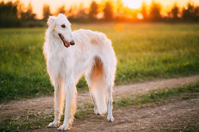long nose dog